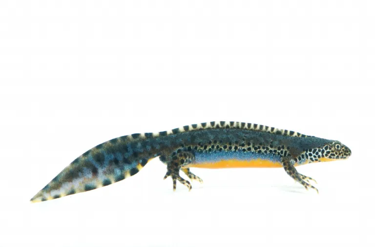 It's a newt. What kind? That's the problem with cryptic species.
