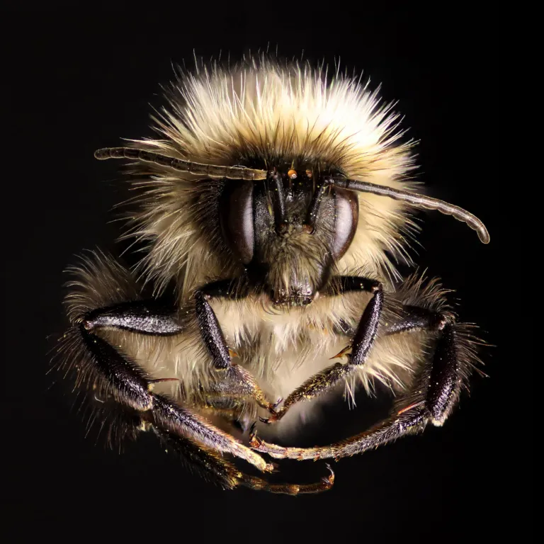 wild-bee