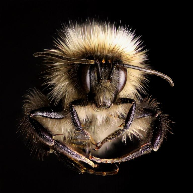 Bumblebee photo [Marten Schoonman]