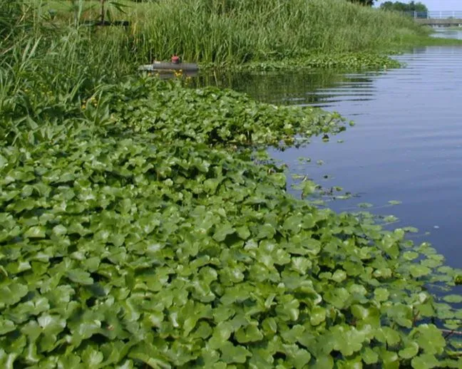 Large water pennywort