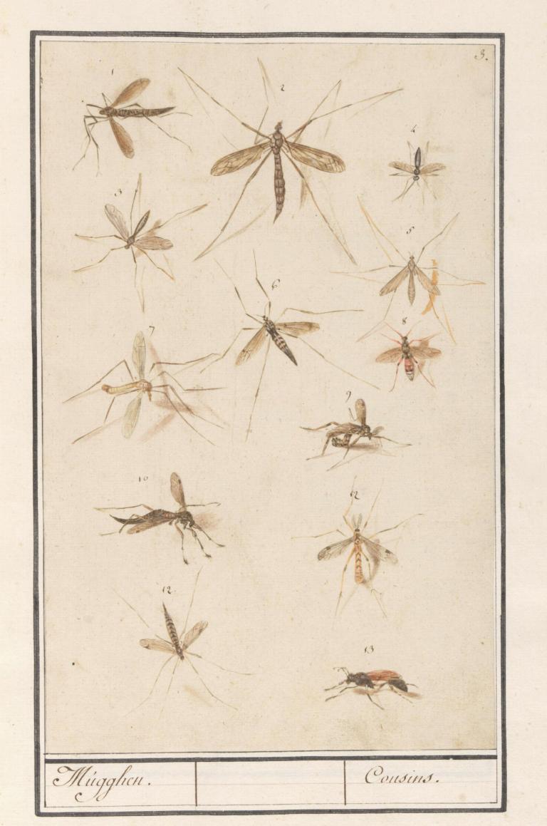 13 langpootmuggen door De Boodt. Maar welke soorten?
