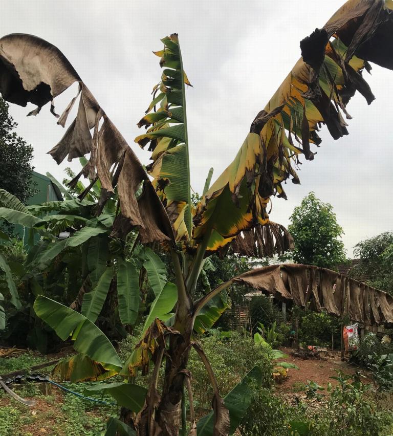 FOC infected banana plant in Vietnam. (Source: Loan Le Thi)