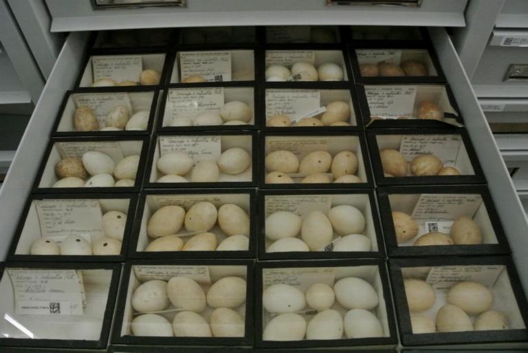 collection of bird eggs