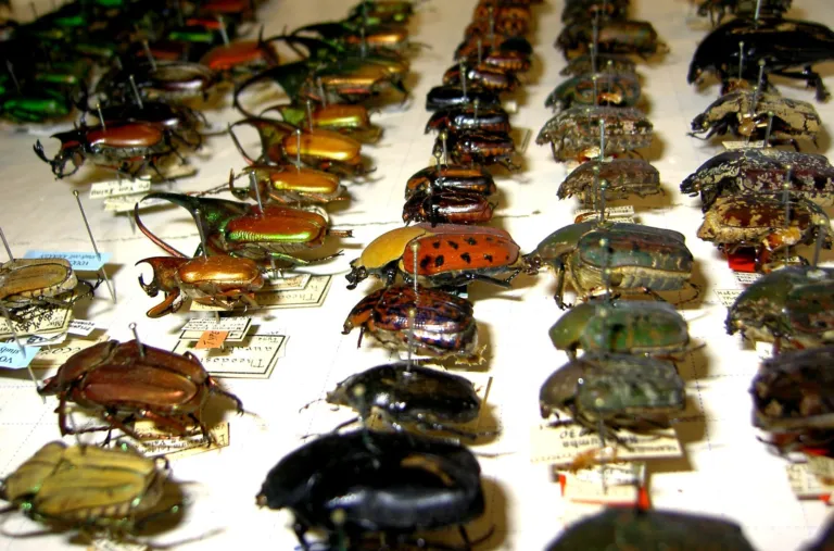 Bugs