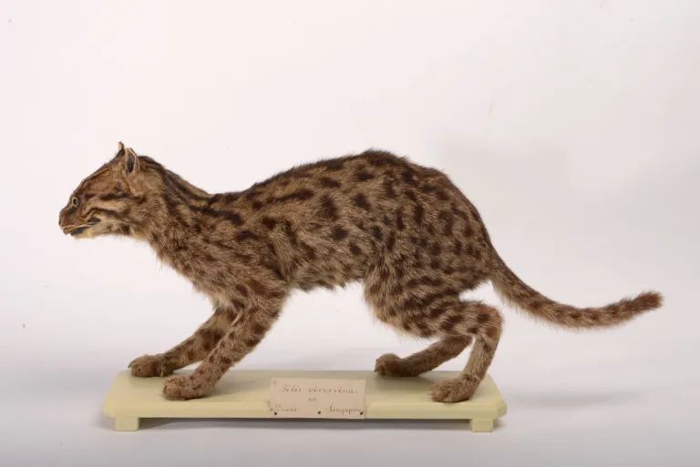 Fishing cat from Singapore