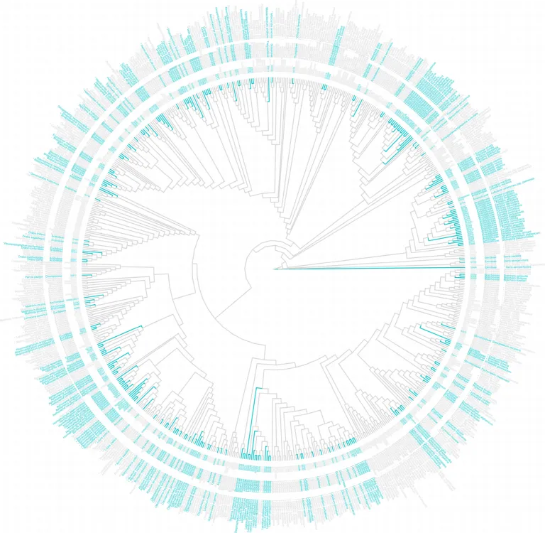 Phylo_tree
