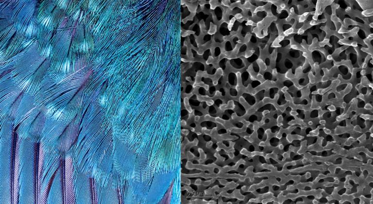Structural Coloration in Bird Feathers - Science Connected Magazine