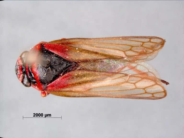The holotype of a cicada species