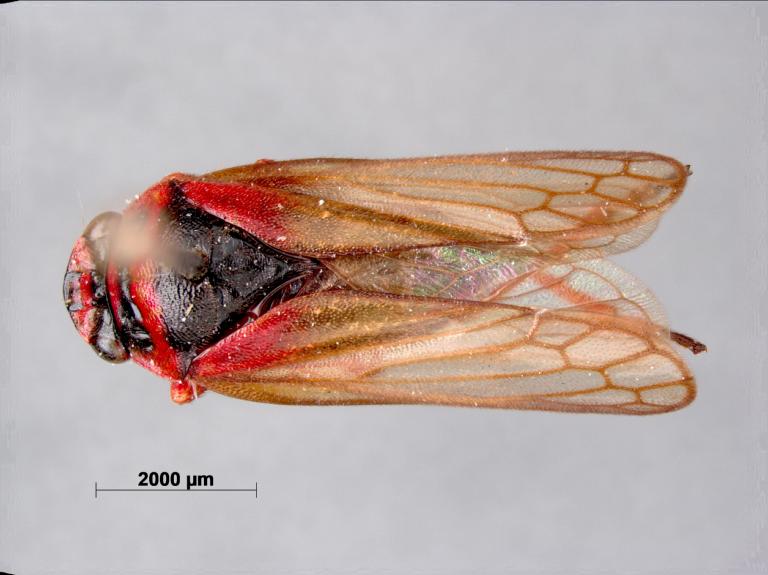 Het holotype van een cicadasoort