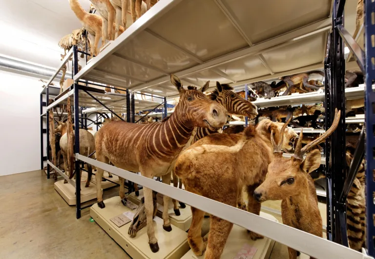 Uitgestorven zoogdieren in het depot