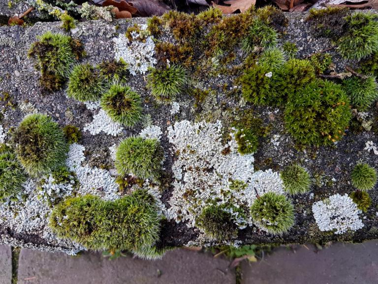 Mossen en algen op steen