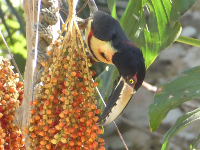 Seed dispersal in Panama, South America. Photo by Tom Wout.