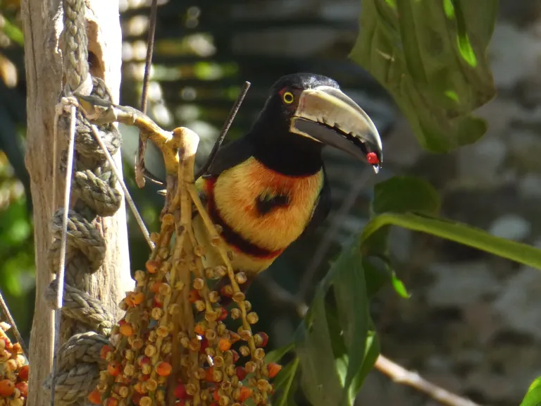 Bird with fruit