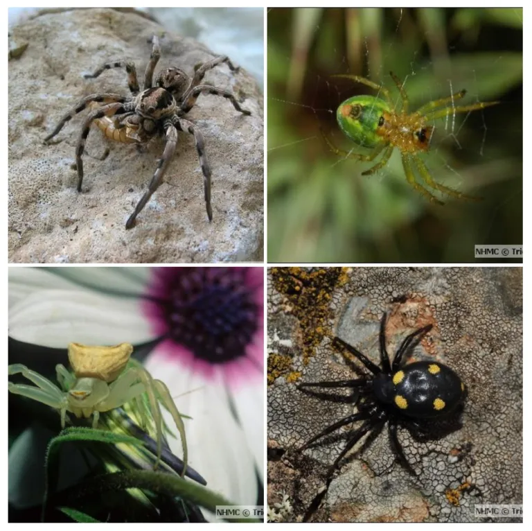 Spiders