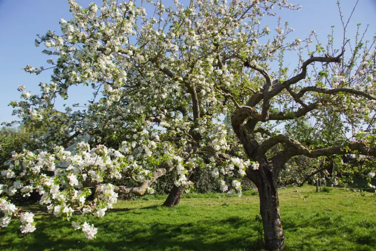 Bloesemboom