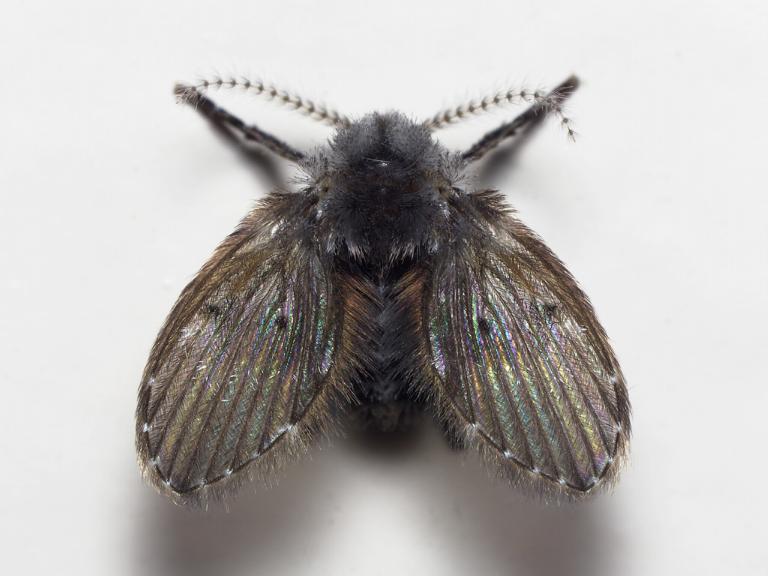 De wc-motmug (Clogmia albipunctata) is Insect van het Jaar 2023. Credits: Peter Koomen