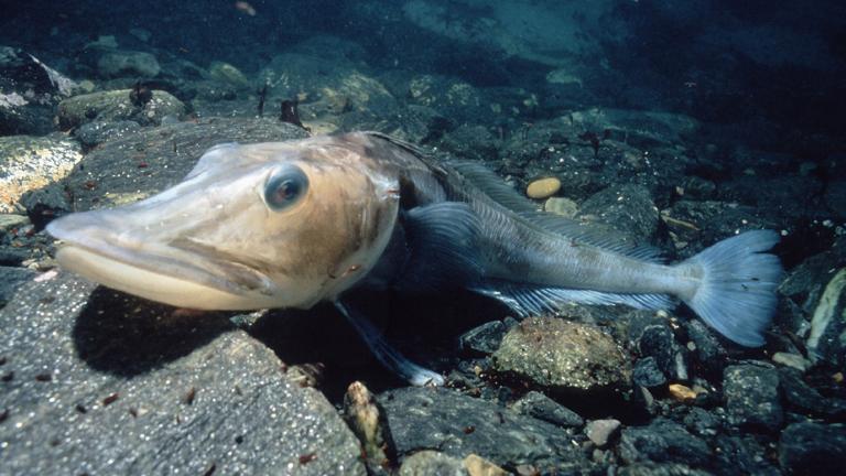 Fish survival in the extreme cold aided by genomic adaptations | Naturalis