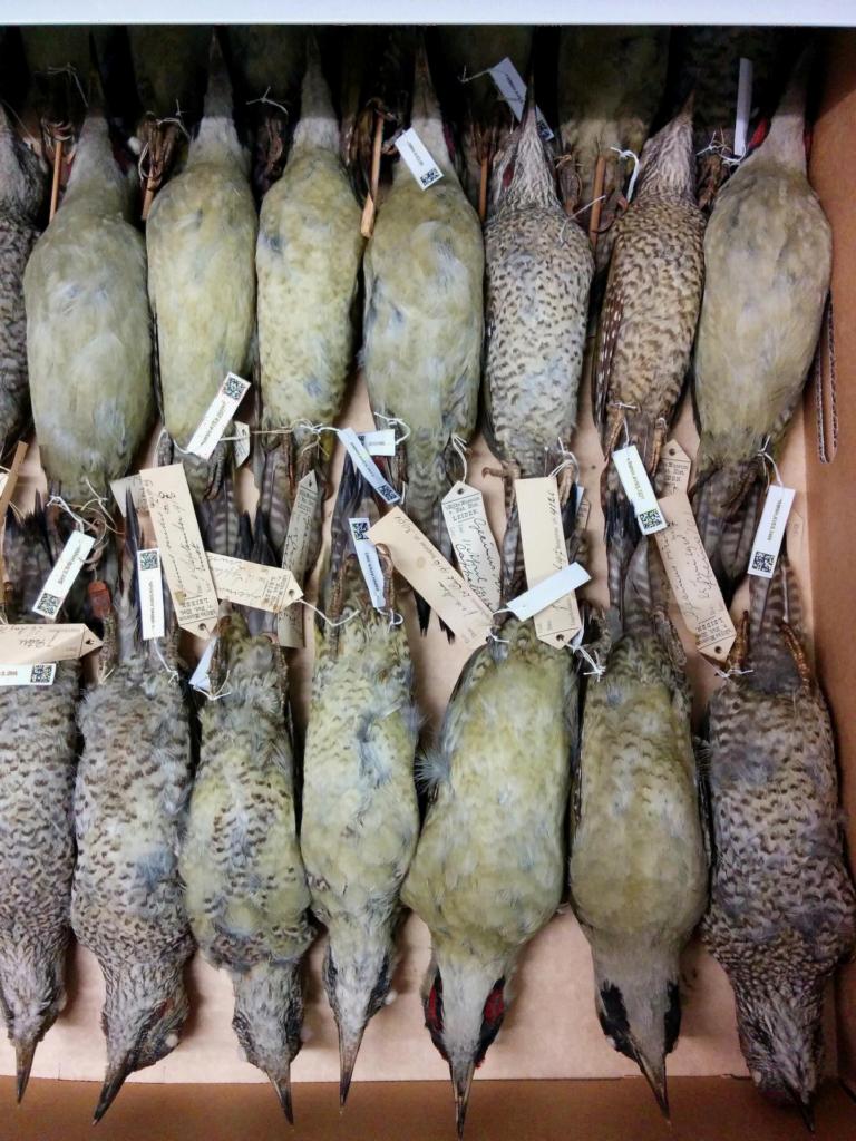 Collection specimens