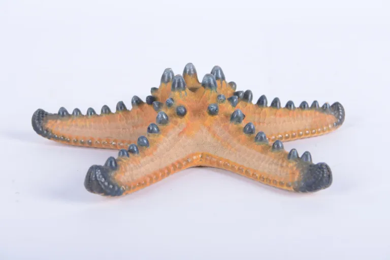 Dried sea urchin