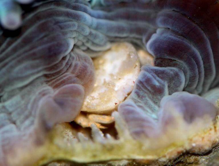 Galkrabbetje  in een koraal