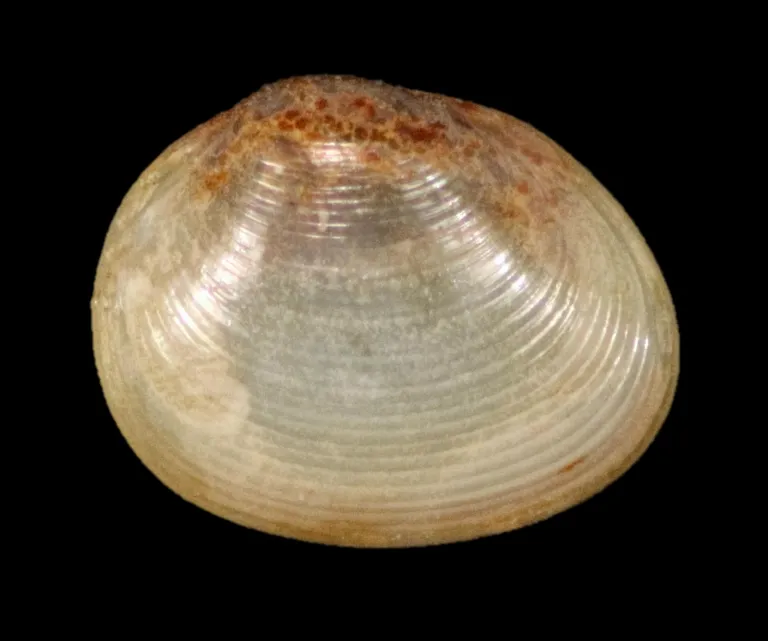 Wit schelpje