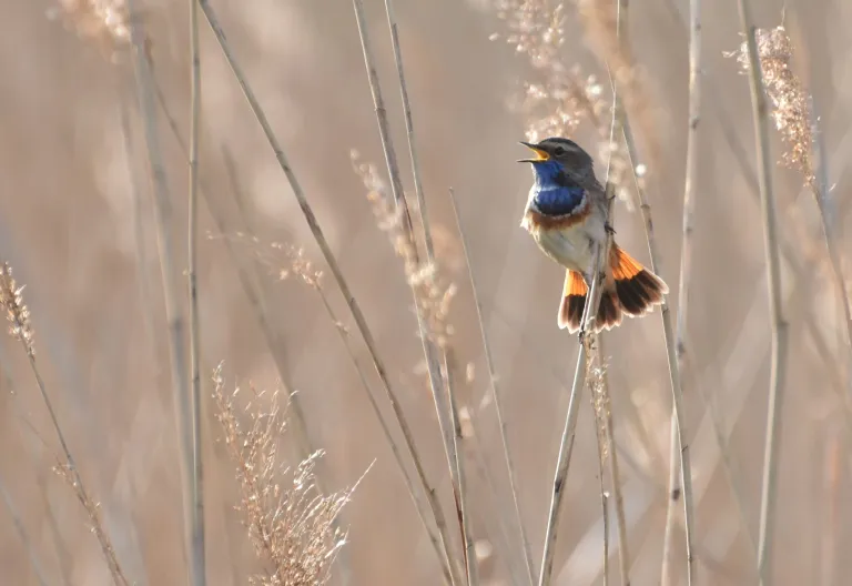 Blauwborst