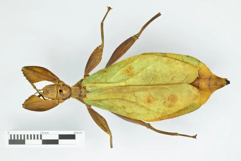 Giant Malaysian Leaf insect