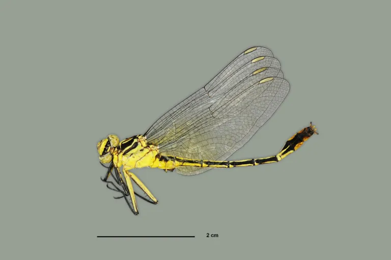 Notogomphus dragonfly