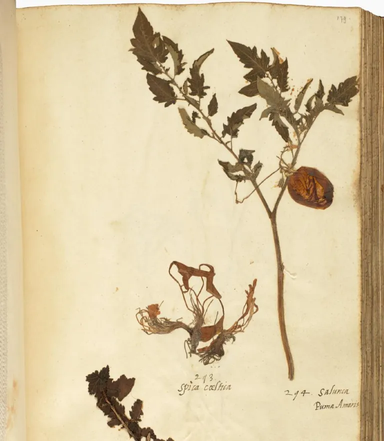 Herbarium sheet with tomato plant - the oldest tomato in the world