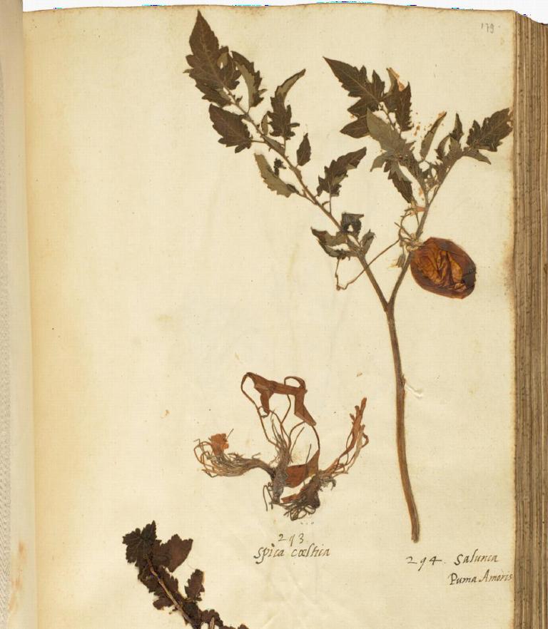 Herbariumvel met tomatenplant - de oudste tomaat ter wereld.