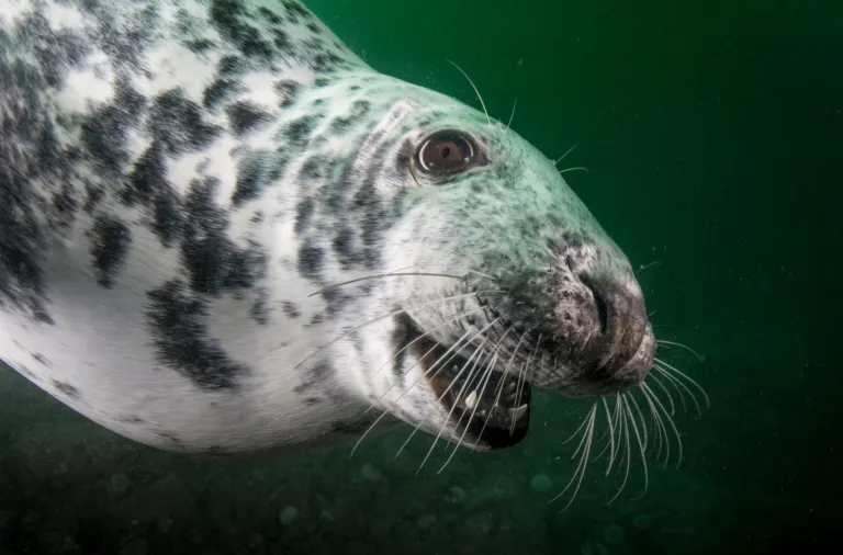 Grey seal