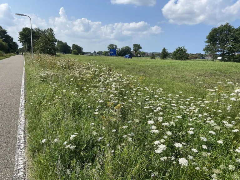 Berm langs de weg