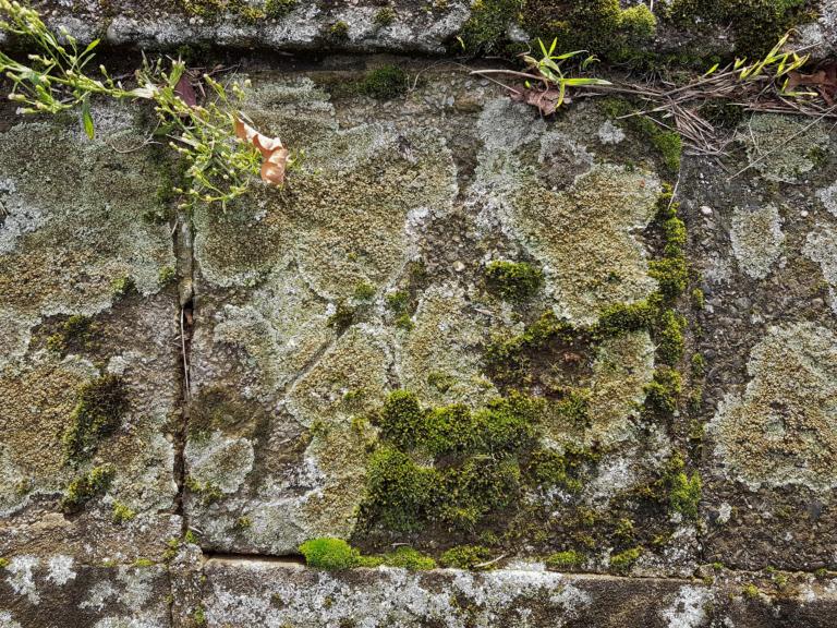 Urban surfaces such as pavement tiles provide a habitat for lichens, bryophytes and pavement plants.