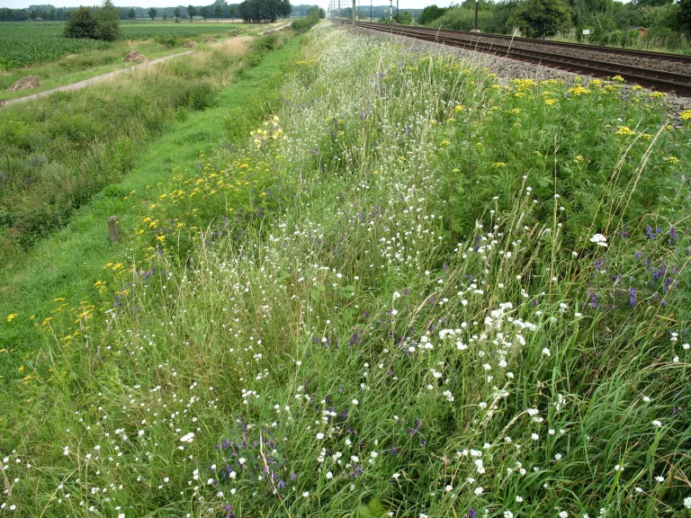 De adviezen laten zien hoe je via natuurlijk bermbeheer meer biodiversiteit in de berm kunt creëren en behouden, zoals hier langs een spoorweg van ProRail, credit: Nancy Meuwissen.