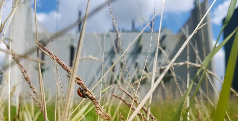 Biodiversiteit op onderstations van Alliander. credit: Harry Zwart