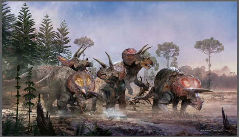 5 Triceratopsen in een moeras