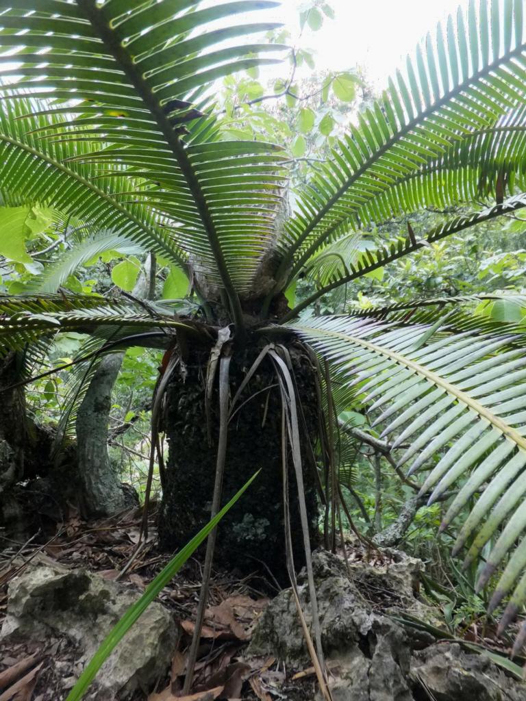 Dioon cycad in the wild 