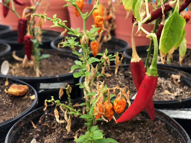 Varieties of Mexican chili peppers 