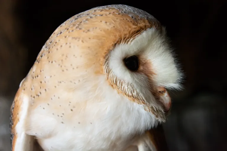 Barn owl, Jasja Dekker
