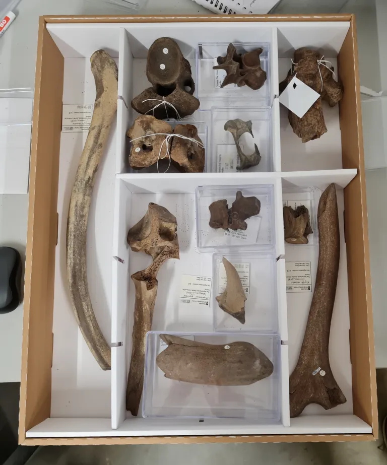 Ice Age fossils
