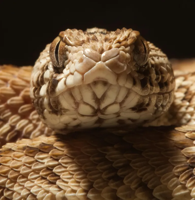 Het gif van een West-Afrikaanse tapijtadder (Echis ocellatus) is een van de vier soorten gif waarmee de werking van het nieuwe 3D-bloedvatmodel is getest (credit: Wolfgang Wuster).