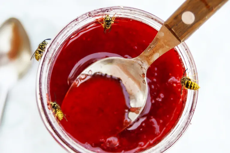 Wespen rond een pot jam 