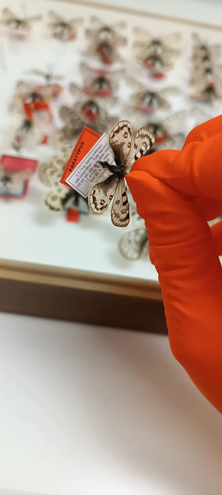 Overprikken van een apollovlinder