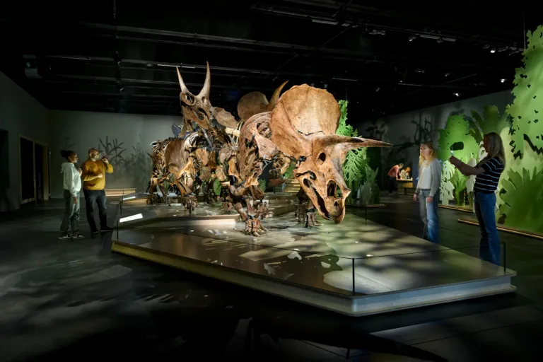 Tentoonstelling Triceratops: de kudde