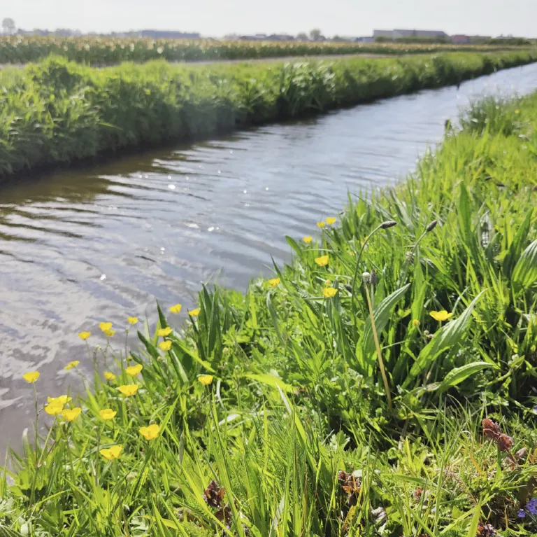 natuurvriendelijke slootkant