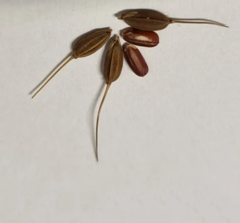 Surinaamse zwarte rijst