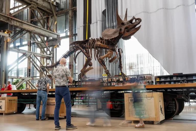 Construction of Triceratops at the library