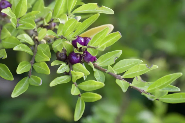 Shrub honeysuckle with berries