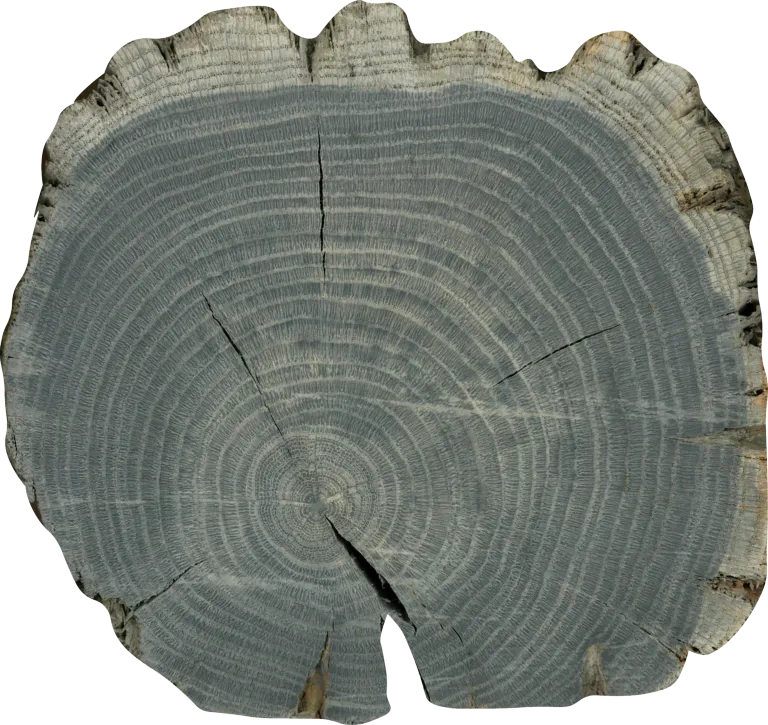 Tree rings in fast-growing oak