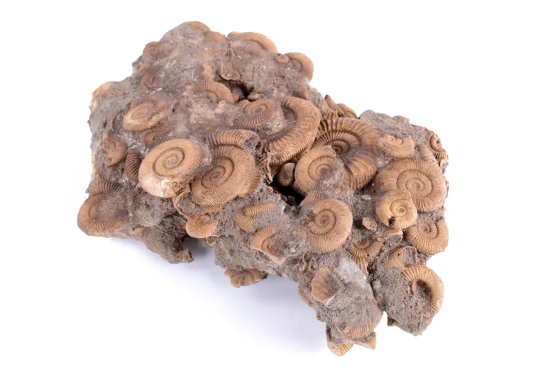 Invertebrate fossil